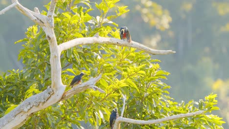 Family-of-Yellow-tufted-woodpeckers-forage-and-preen-in-the-Amazon-forest-canopy-in-beautiful-morning-light