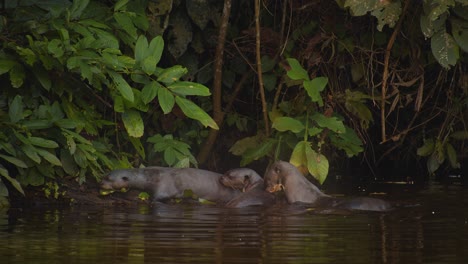 Family-of-Giant-River-otters-coming-on-to-the-river-bank-and-laying-in-the-mud-doing-scent-marking-and-bonding-together