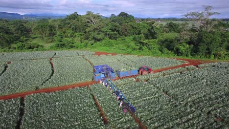 Unrecognizable-laborers-working-with-conveyor-belt-and-tractor-in-plantation-fields-during-pineapple-harvest,-Upala-in-Costa-Rica