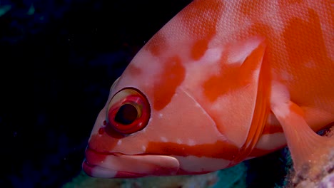 Beautiful-red-grouper-hanging-to-the-reef-and-moving-eyes