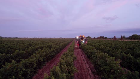 Aerial:-Special-tractors-are-being-used-to-get-the-ripe-grapes-in-southern-France