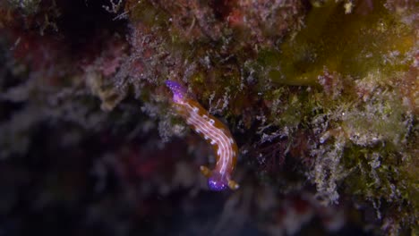 Rainbow-colored-nudibranch--on-the-reef-ledge
