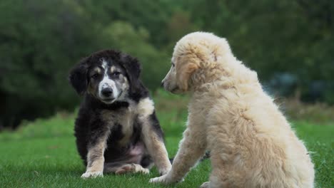 Playful-puppies-playing-with-each-other-a-green-meadow-near-the-forest,-cute-animals