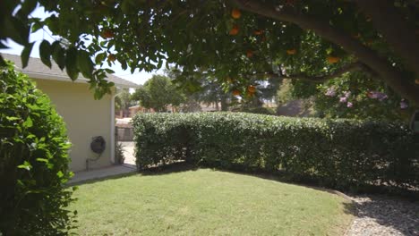 Orange-tree-in-the-garden-of-a-house---backyard---lawn-