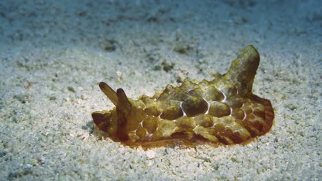 Turtle-looking-nudibranch--moving-on-the-sandy-oceanfloor