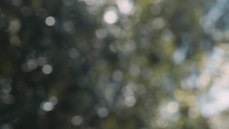 Abstract-bokeh-soft-out-of-focus-trees-swaying-in-the-wind-backlit-by-the-morning-sun,-Slow-Motion-4K