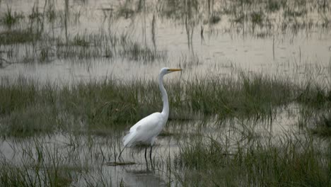 A-profile-shot-of-a-white-crane-as-it-stands-in-a-marsh-in-light-rain