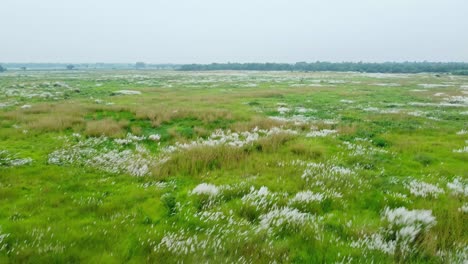In-the-autumn-season,-the-grass-kash-blooms-in-vast-areas-1