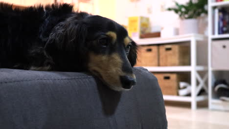 Sausage-dog-lying-on-grey-sofa-at-home