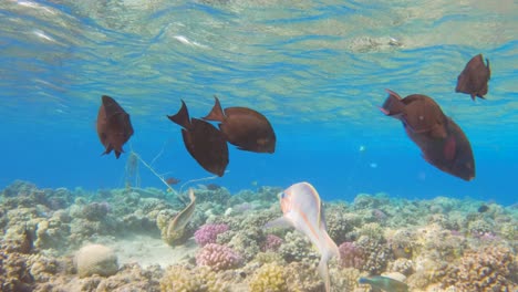 Peces-Tropicales-Negros-Acanthurus-Gahhm-Nadan-Sobre-Un-Arrecife-De-Coral-En-El-Mar-Rojo