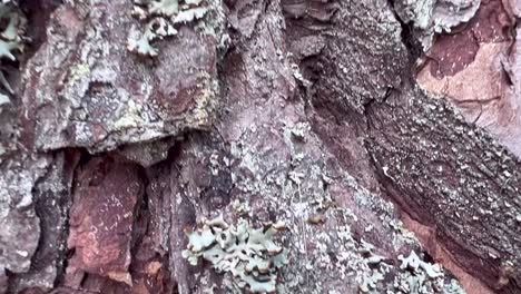 Texture-of-tree-trunk-in-the-forest-Close-up-of-texture-of-an-old-tree-
