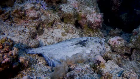 Flowery-flounder-swimming-onto-reef-ledge