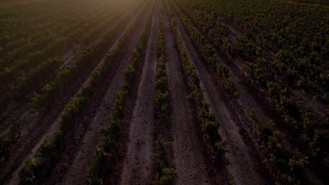 Aerial:-huge-field-of-grape-plantation-in-southern-France