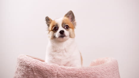Chihuahua-Reinrassige-Hundedetails-Auf-Neutralem-Hintergrund-Mit-Kopierraum-2