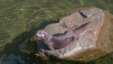 A-river-otter-walks-and-repositions-itself-on-a-large-rock-in-the-water-from-a-high-angle