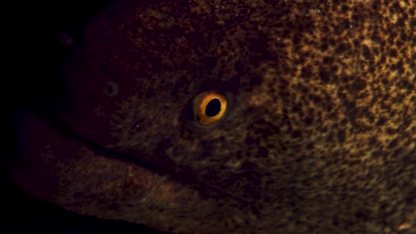 Giant-moray-under-the-reef-ledge-with-focus-on-eyes