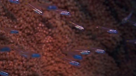 Fish-larvae-swimming-freely-in-the-ocean