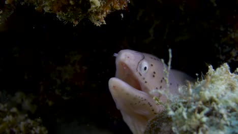 Shy-Geometric-moray-pocking-its-head-from-a-crevice-in-the-reef