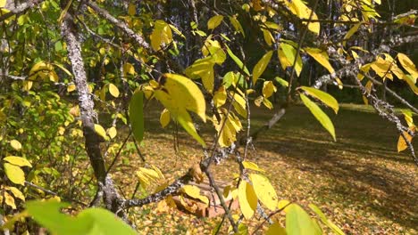Bunte-Herbstblätter