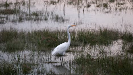 A-profile-of-a-white-crane-as-it-stands-in-light-rain-within-a-marsh