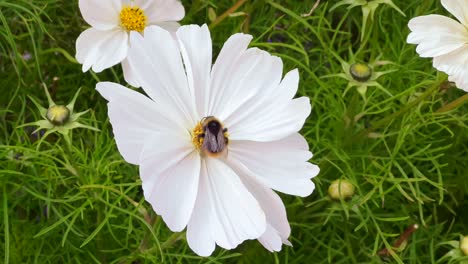 Diese-Nahaufnahme-Einer-Biene-Auf-Einer-Weißen-Blume-Zeigt-Ihn,-Wie-Er-Pollen-Sammelt-Und-Bei-Windigem-Wetter-Davonfliegt