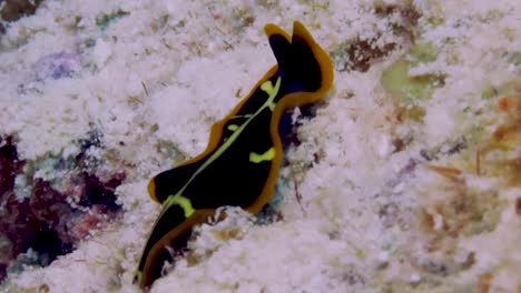 Beautiful-Tiger-flatworm-sensing-chemical-keys-in-the-water-to-find-a-mate