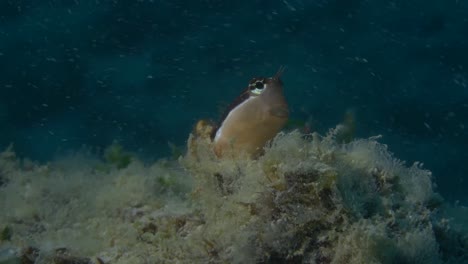 Blenny-fish-with-eyes-on-reef-ledge