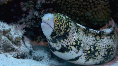 Beautiful-Snowflake-moray-under-a-rocky-crevice-with-algae-swinging-in-front