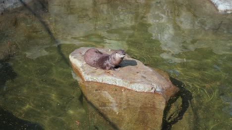 A-river-otter-sits-on-a-large-rock-as-it-rests-within-the-water-as-the-sun-shines