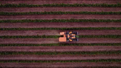 Aerial:-harvesting-truck-used-to-get-the-ripe-grapes
