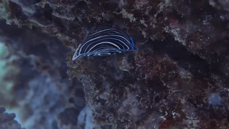 Beautiful-juvenile-emperor-angelfish-eating-on-the-reef