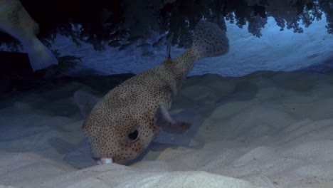Porcupinefish-picking-a-seashell-from-the-sand-to-break-it-open