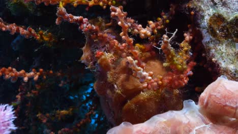 Frogfish-blending-in-with-the-soft-corals