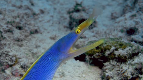 Close-up-shot-of-blue-and-yellow-ribbon-eel
