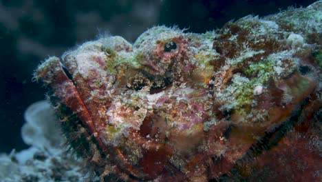 Zoom-out-shot-of-colorful-scorpionfish