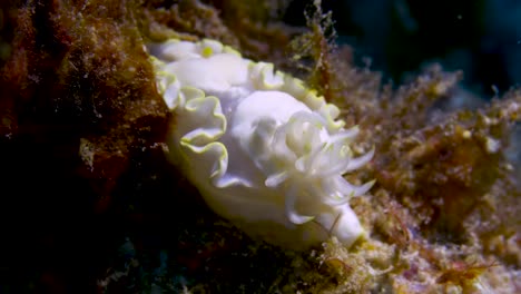 Nudibranch's--feathers-moving-with-the-ocean-current