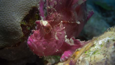 Beautiful-pink-Leaf-scorpionfish-hanging-on-to-the-corals-with-claw-like-fins