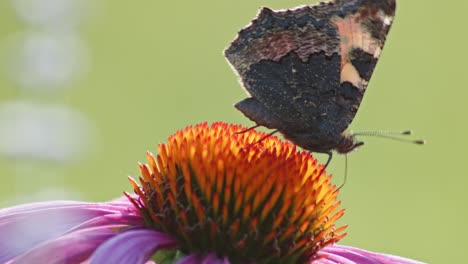 One-Small-Tortoiseshell-Butterfly-Feeds-On-orange-coneflower-in-sun-light-2