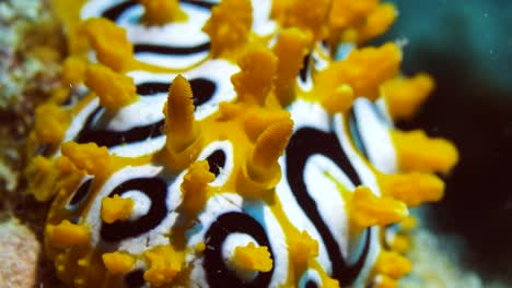 Amazing-close-up-and-zoom-out-of-Pikachu-looking-nudibranch-