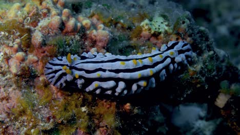 Full-top-view-of-nudibranch--on-the-reef