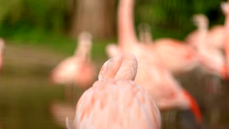 Eine-Nahaufnahme-Hinter-Einem-Hellrosa-Chilenischen-Flamingo-,-Während-Er-Seine-Federn-Putzt-Und-Reinigt