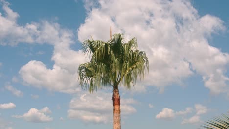 Palm-tree-spanish-sun-white-clouds-Blue-Sky