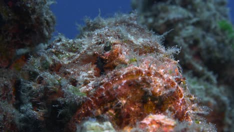 Bottom-up-static-shot-of-scorpionfish-with-mouth-open