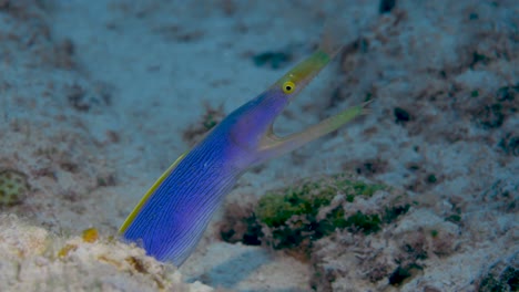 Electric-blue-and-yellow-ribbon-eel-headshot