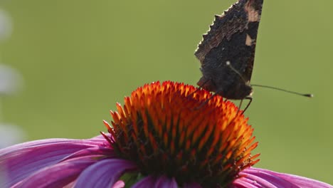 Ein-Kleiner-Schildpatt-Schmetterling-Frisst-Im-Sommer-Nektar-Auf-Orangen-Sonnenhut