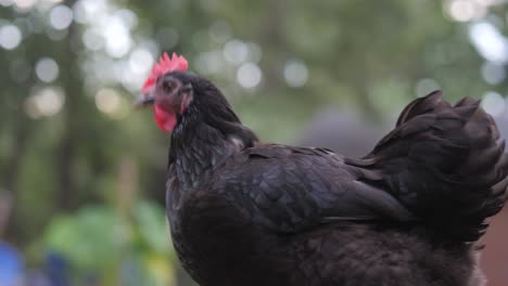 Black-chicken-walks-outside-while-looking-at-camera-in-slow-motion-4K