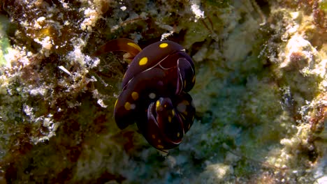 Rare-mating-shot-of-Headshield-sea-slugs-
