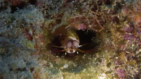 Intrigued-juvenile-mantis-shrimp-in-a-hole