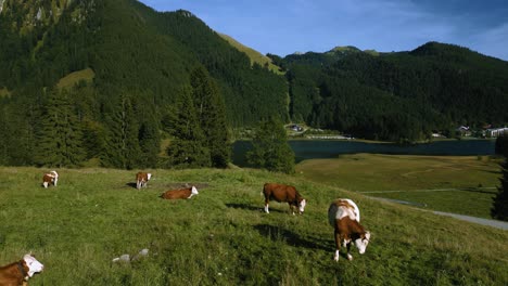 Cows-in-the-Bavarian-Austrian-Sudelfeld-Wendelstein-alps-mountain-peaks-with-romantic-green-grass-meadows-and-Spitzingsee-Lake