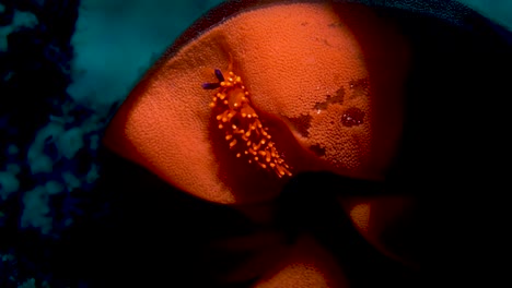 Magnificent-red,-orange,-and-purple-nudibranch-laying-eggs
